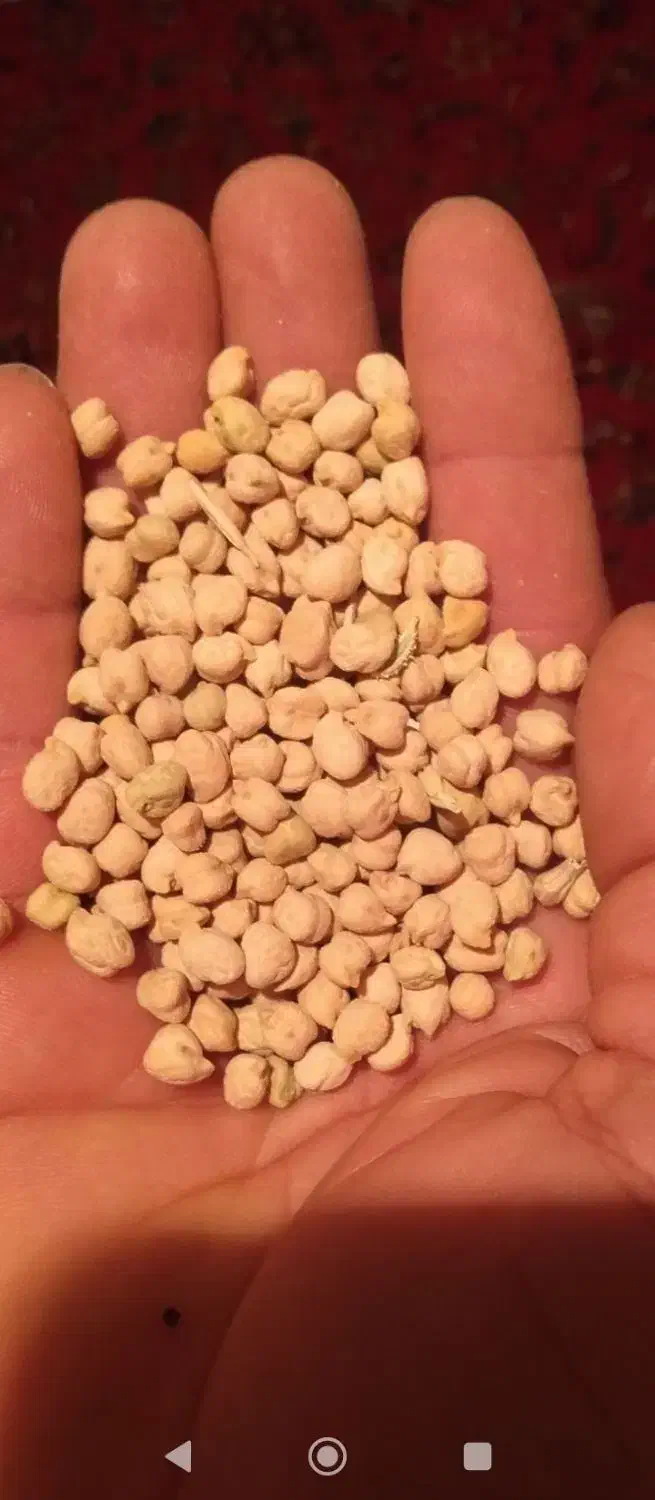 تمیز هستش|عمدهفروشی|معصومیه, |دیوار