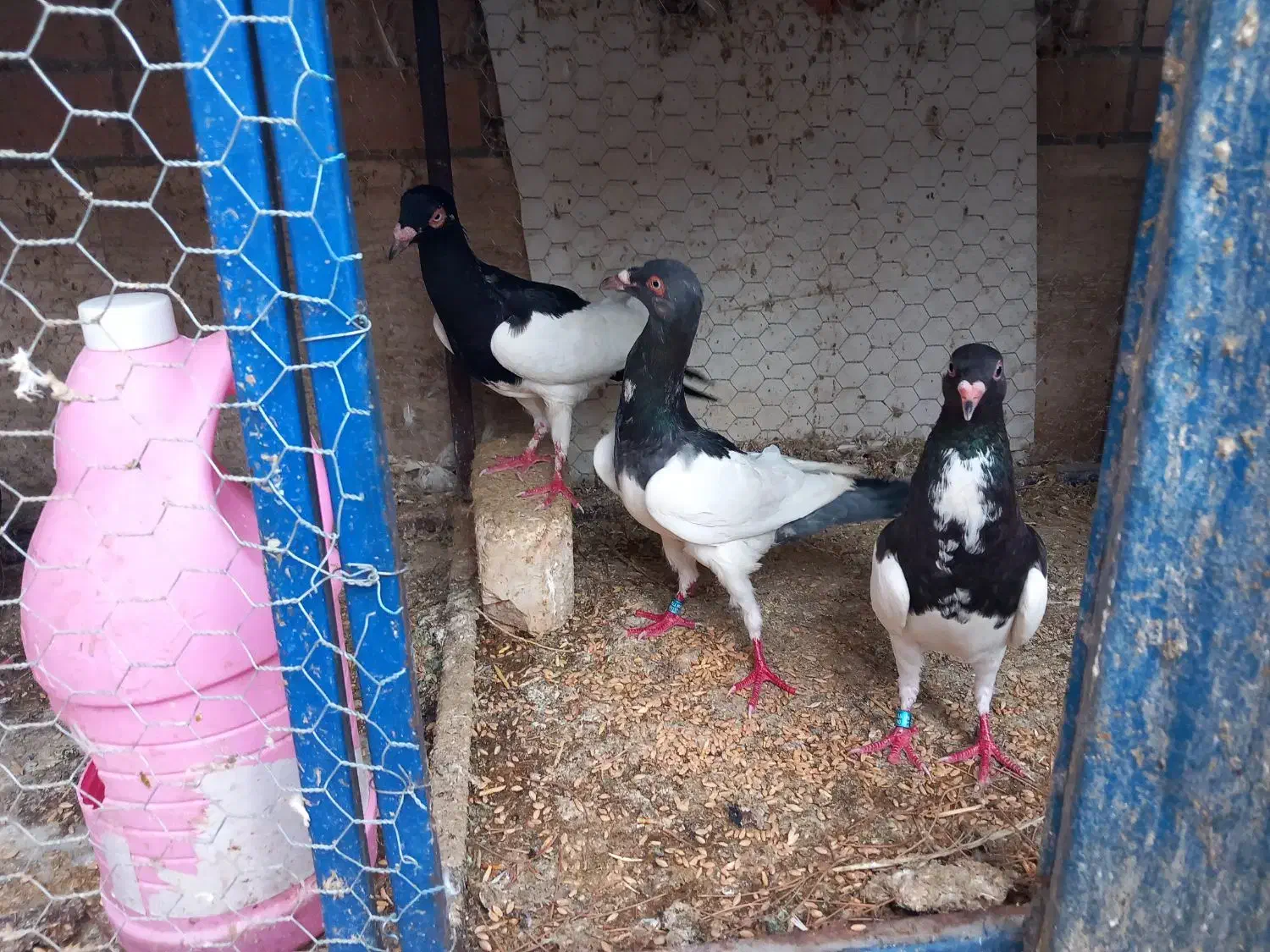 کبوتر یهودی گردن شتری|پرنده|مبارکه, |دیوار