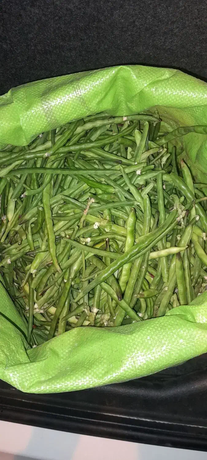 لوبیا سبز زرین آباد|خوردنی و آشامیدنی|زرین آباد, |دیوار