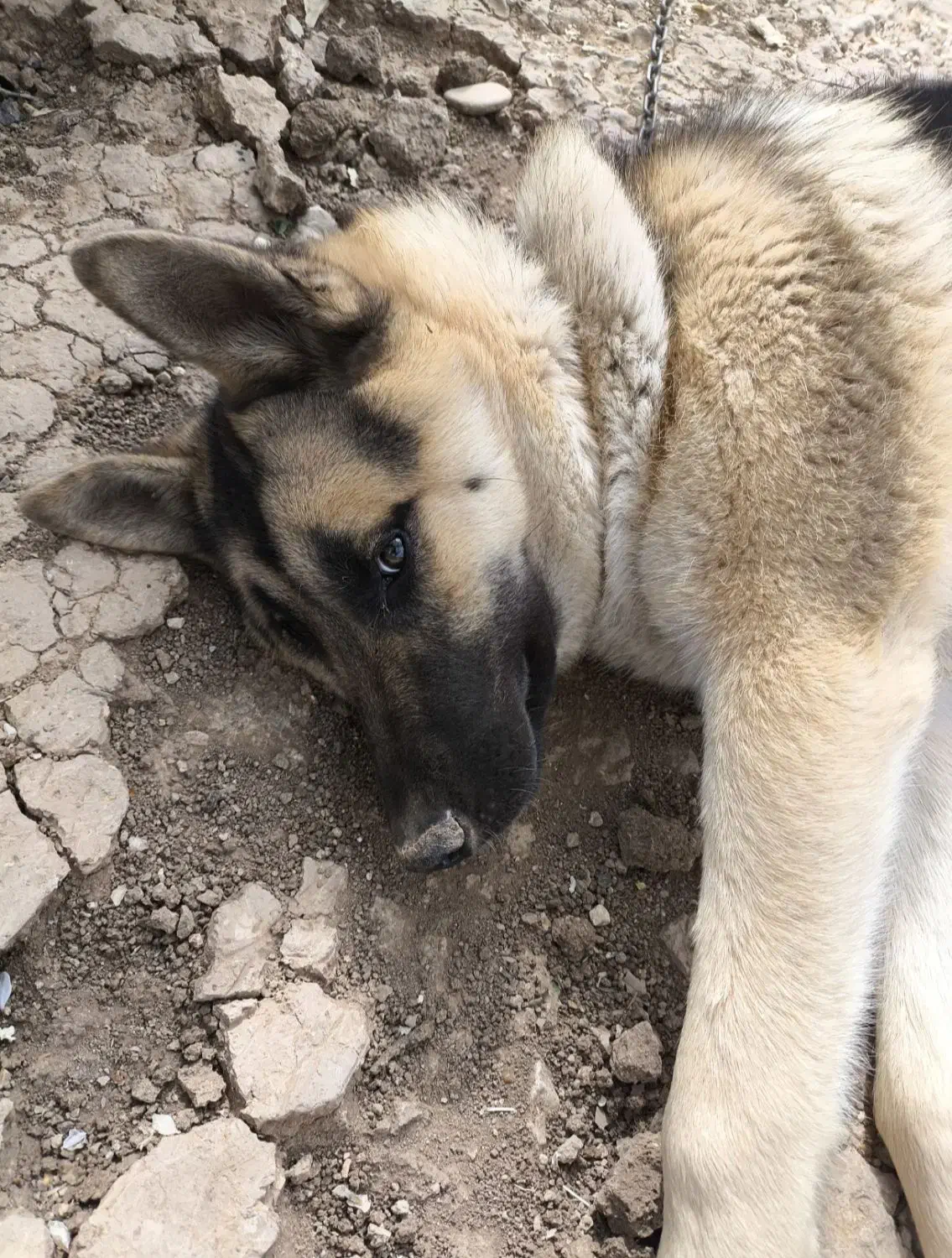 سگ نژاد ژرمن یک ساله|سگ|اردل, |دیوار