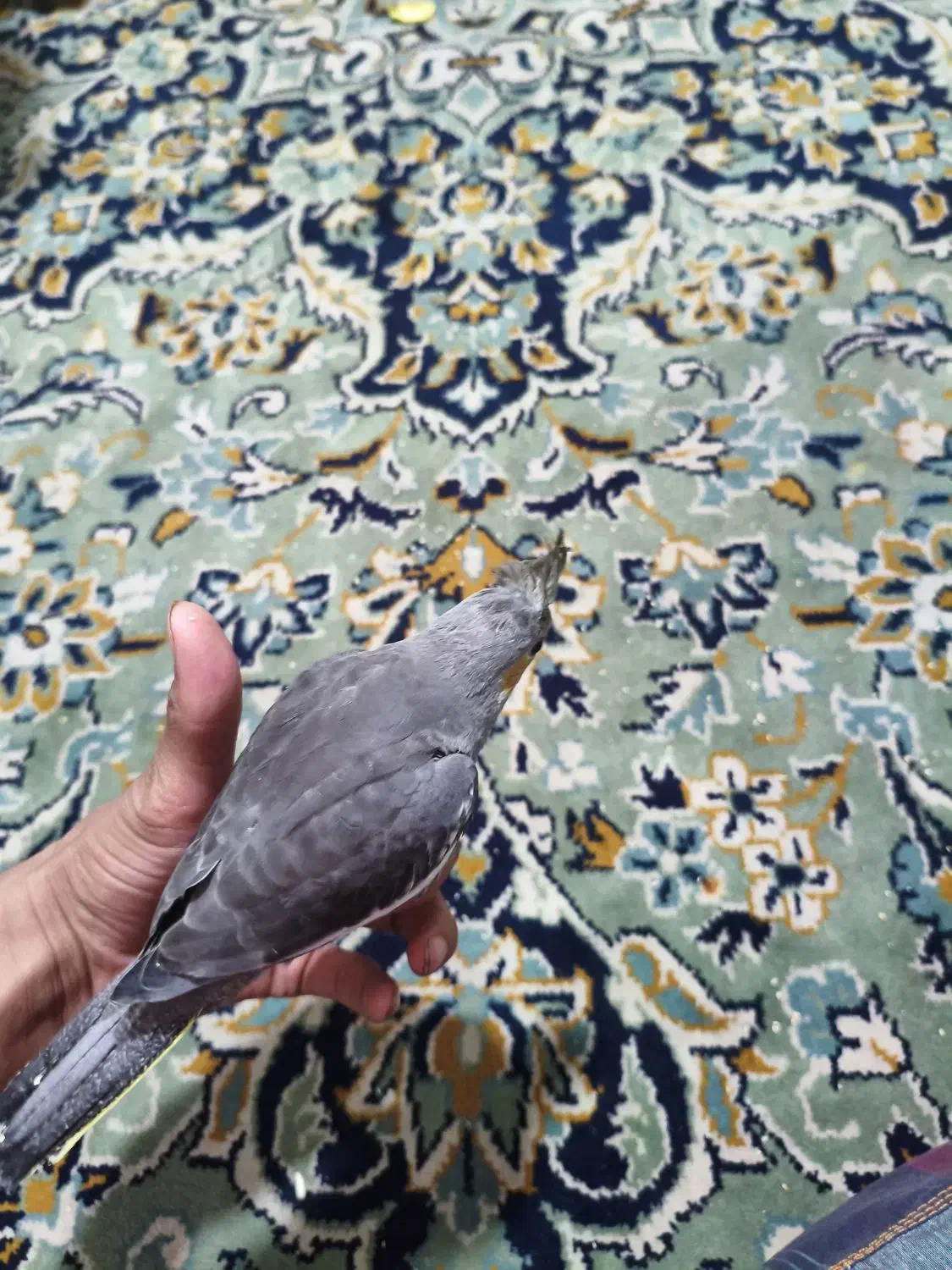 جوجه عروس هلندی|پرنده|مشهد, شهید قربانی|دیوار