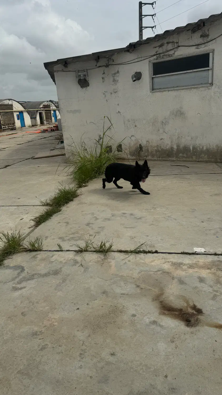 سگ ماده ژرمن بلک|سگ|قائم‌شهر, |دیوار