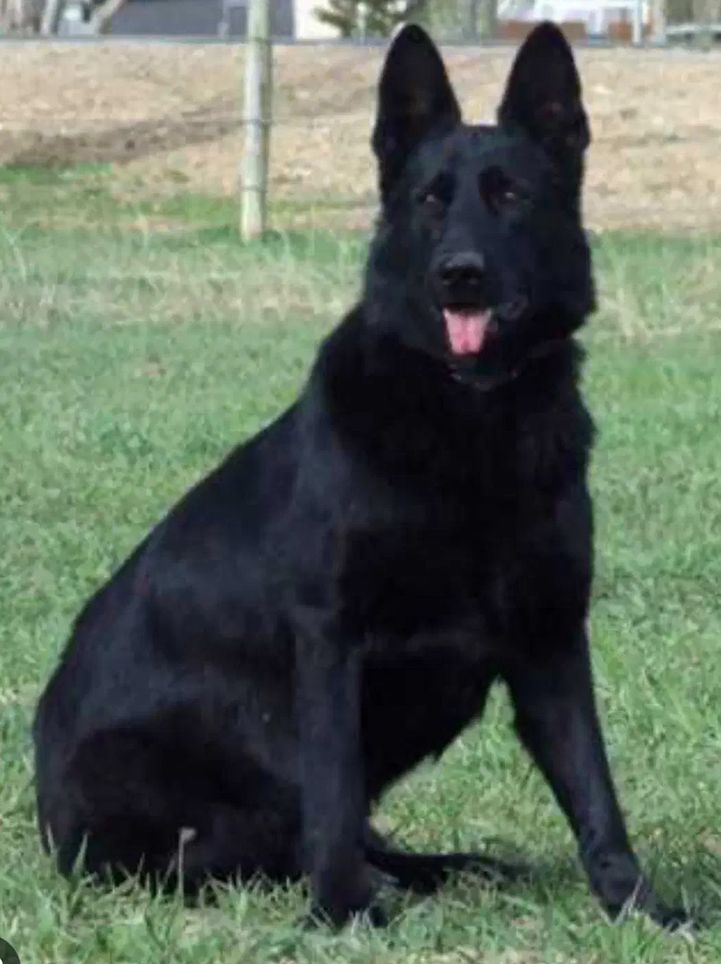 سگ ژرمن|سگ|کرج, عظیمیه|دیوار