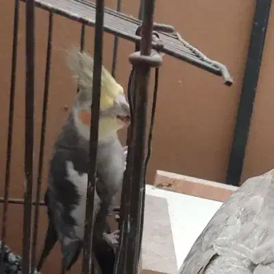 گم شده عروس هلندی|حیوانات|جهرم, |دیوار