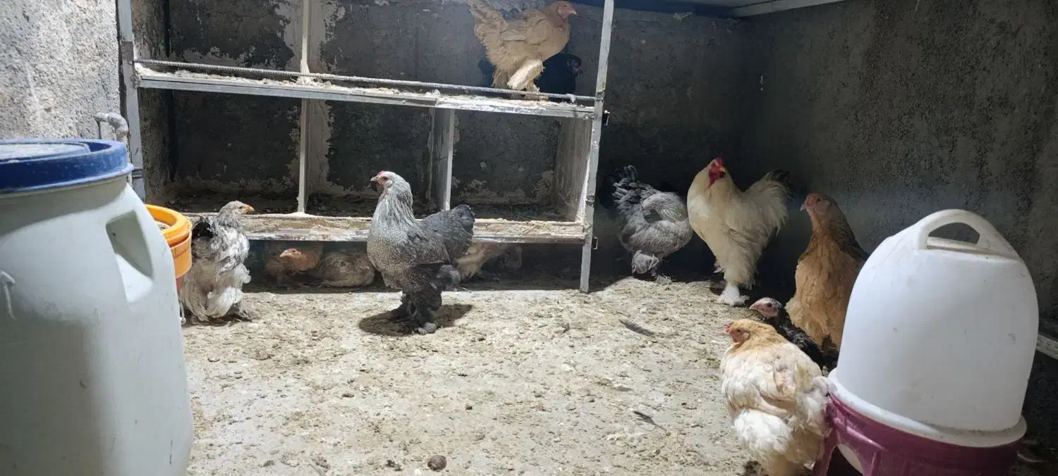 مرغ و خروس برهما|حیوانات مزرعه|قلعه شاهین, |دیوار