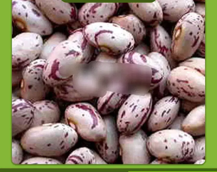 لوبیا چیتی|خوردنی و آشامیدنی|سلطانیه, |دیوار