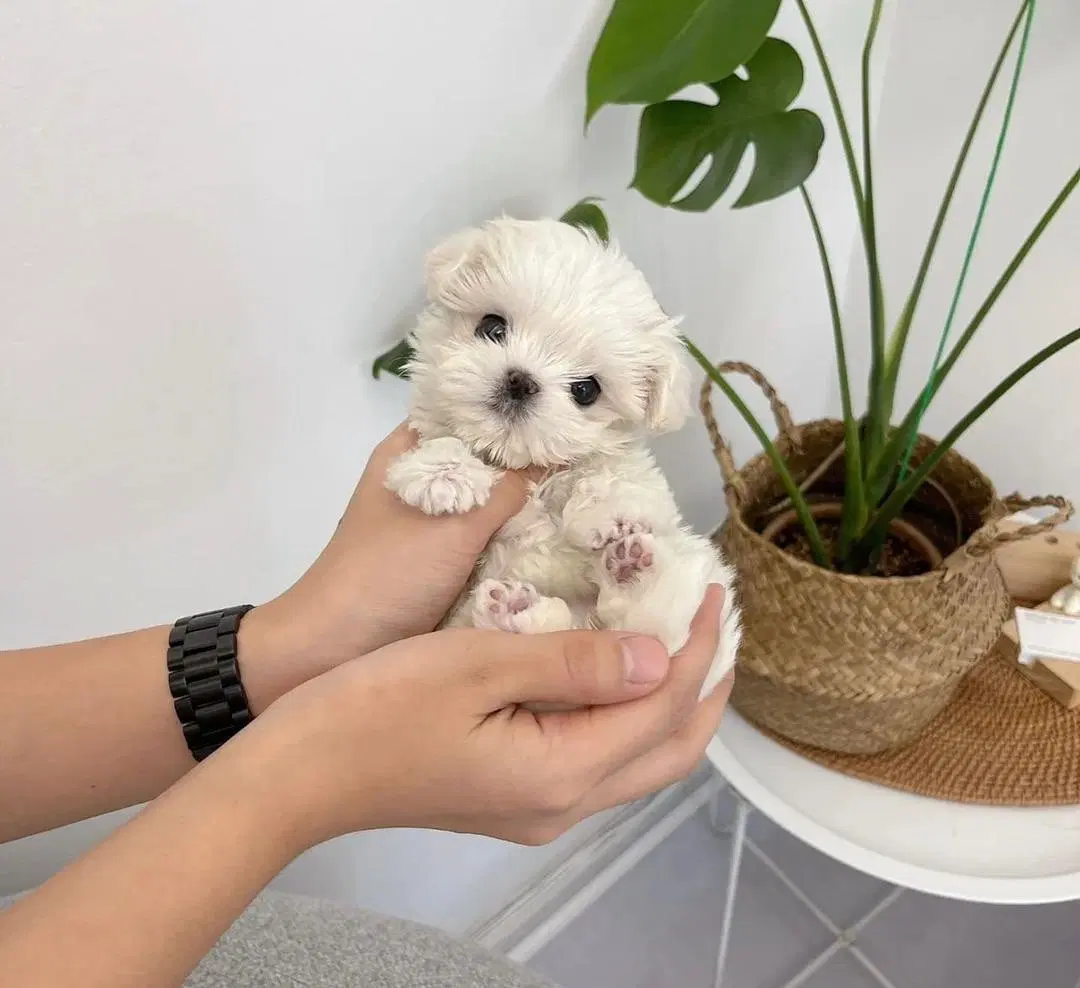 poodle maltese|سگ|تهران, مخصوص|دیوار