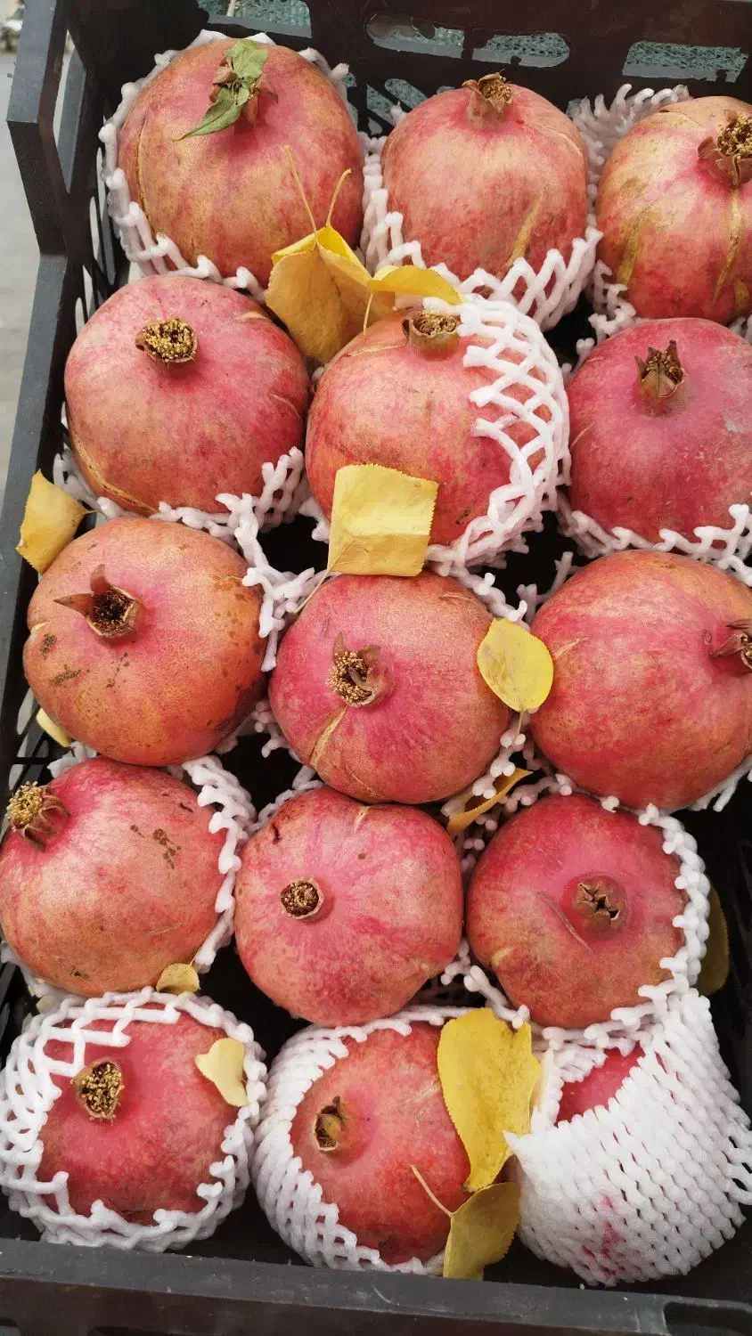 انار دانه سیاه شرین|حراج|بهبهان, |دیوار