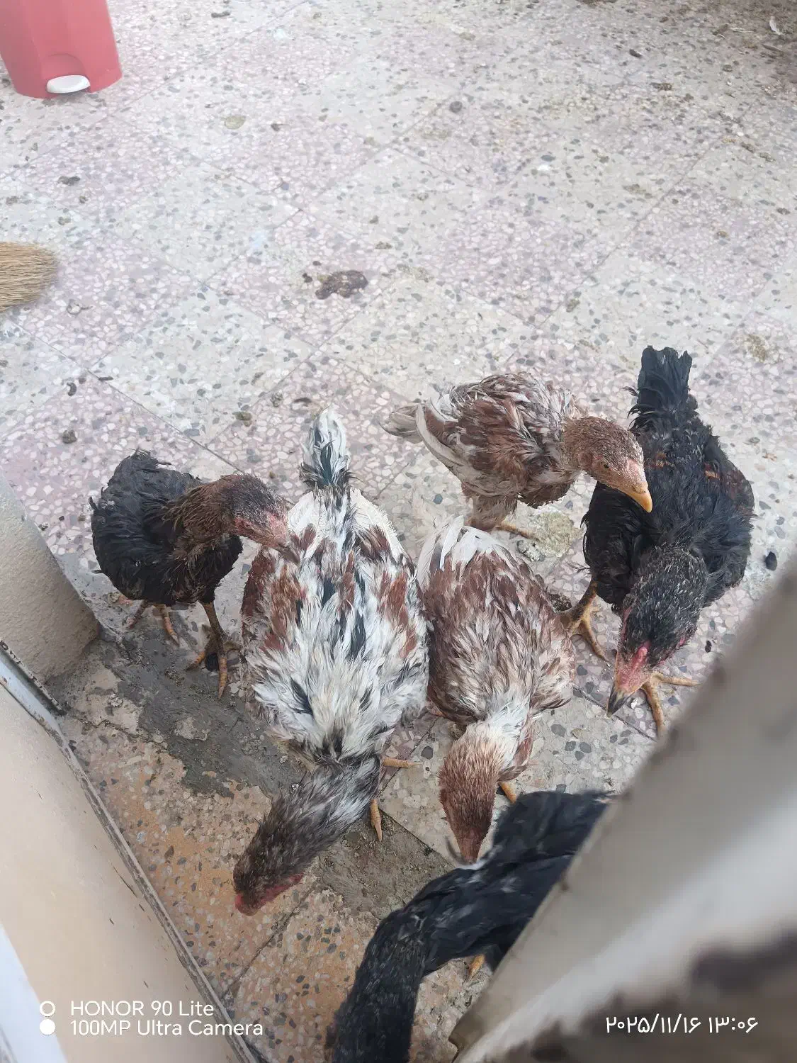 خروس لاری|حیوانات مزرعه|شیراز, سعدیه شمالی|دیوار