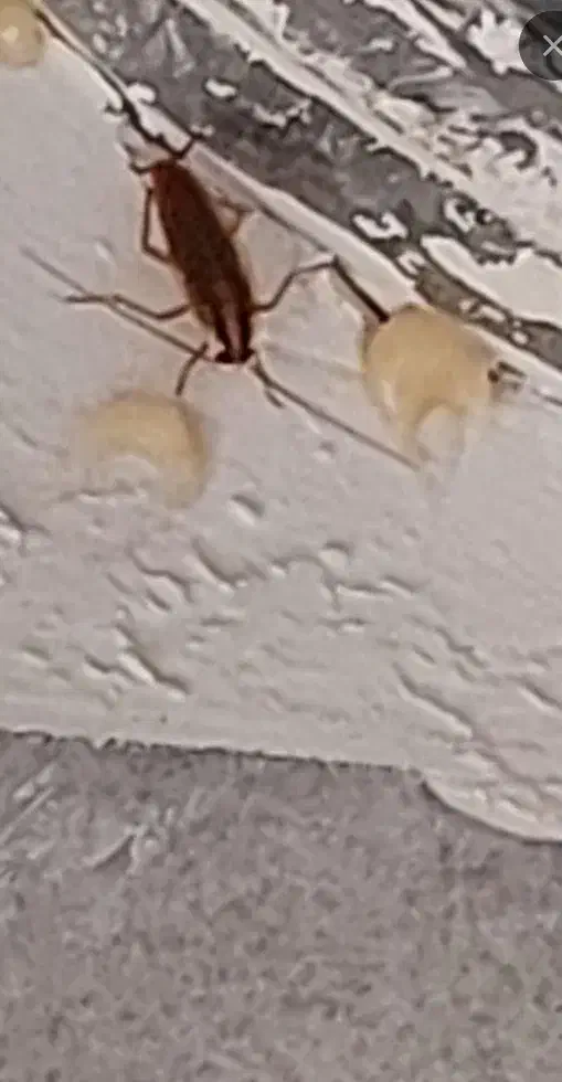 سمپاشی|خدمات نظافت|تهران, اوین|دیوار