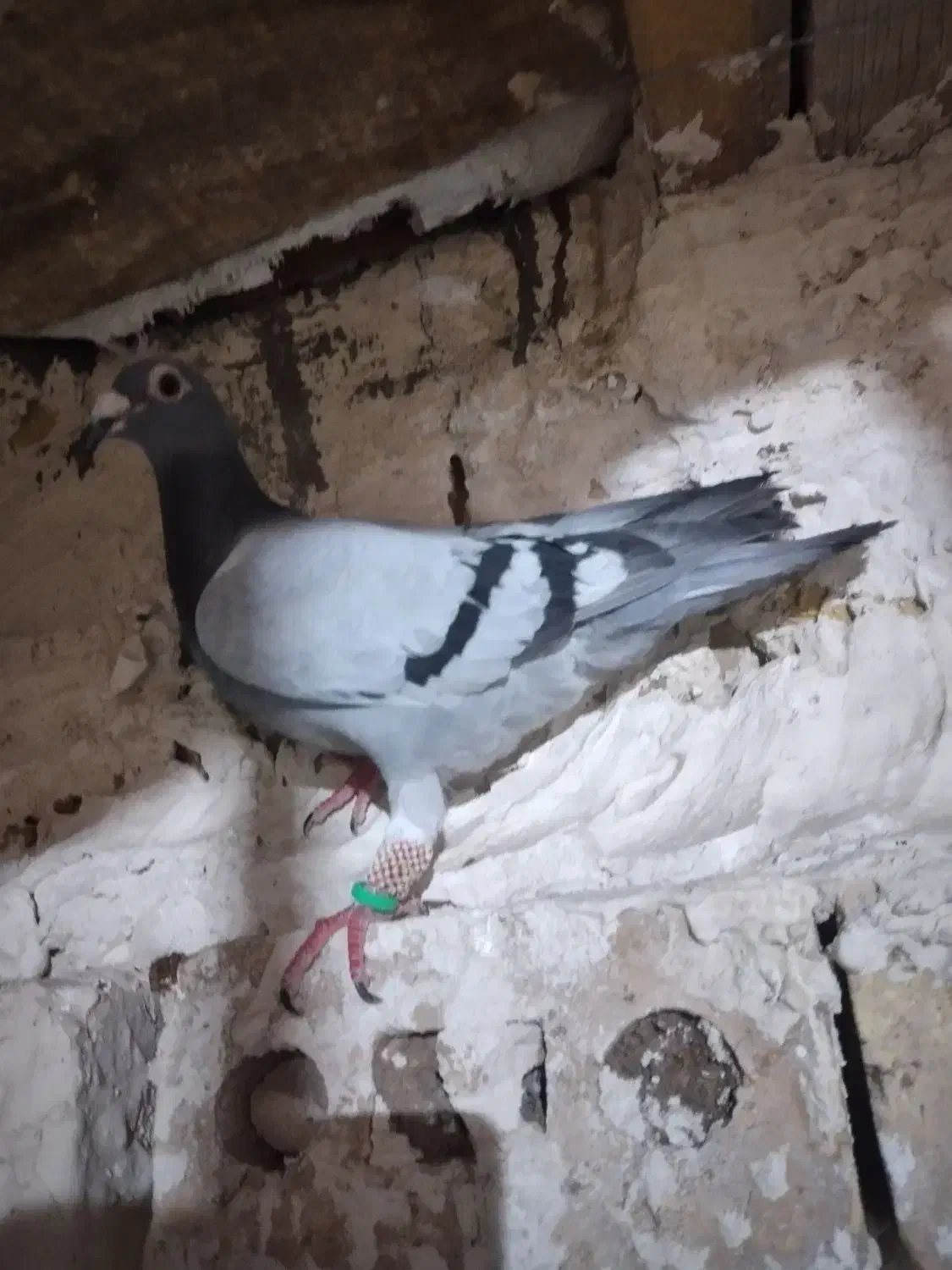 کفتر|پرنده|تربت‌حیدریه, پائین ولایت|دیوار