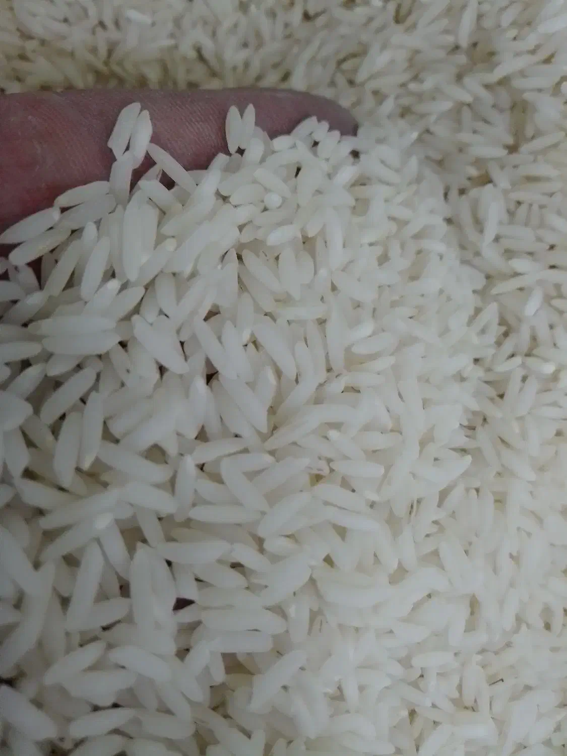 طارم فریدونکنار|خوردنی و آشامیدنی|قم, باسکول|دیوار