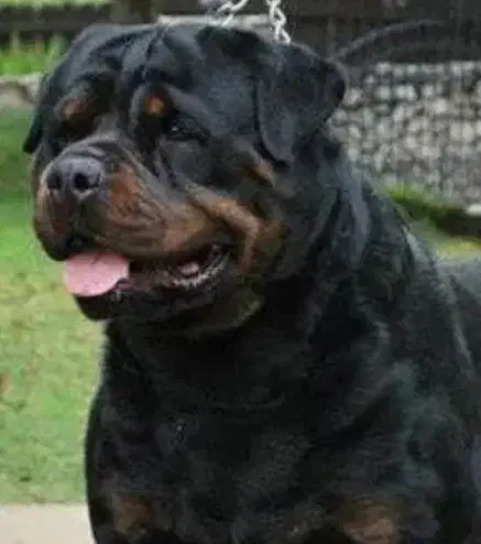 واگذاری ژرمن|سگ|برازجان, |دیوار