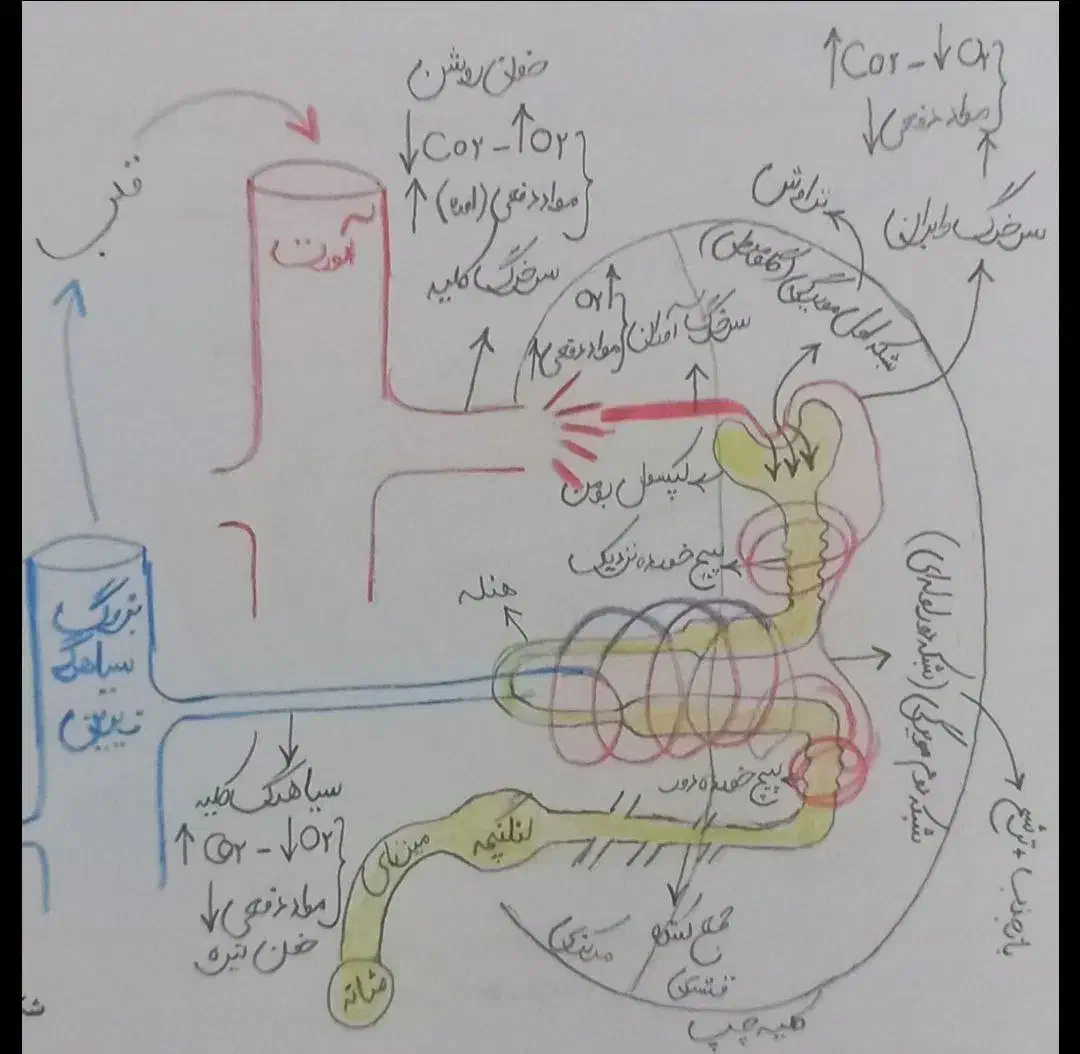 تدریس خصوصی زیست شناسی وشیمی نهایی وکنکوری(تضمینی)|خدمات آموزشی|تهران, فردوسی|دیوار