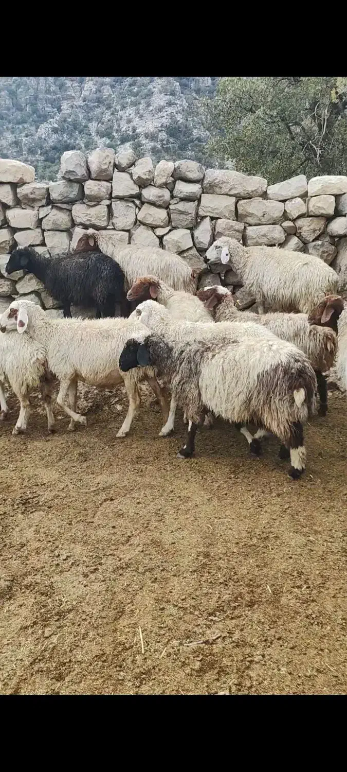 میش گوسفند|حیوانات مزرعه|اندیمشک, |دیوار