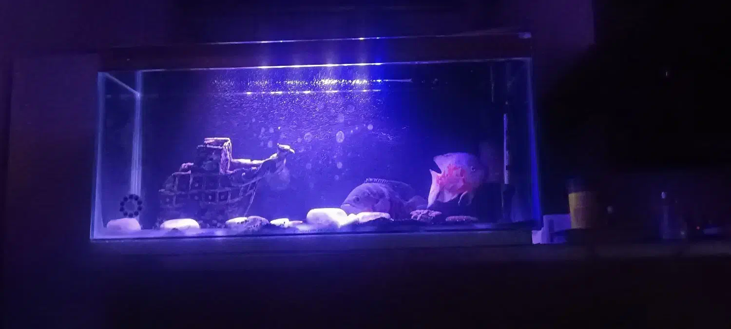 اکواریوم و ماهی|ماهی|قرچک, میرزائی شمالی|دیوار