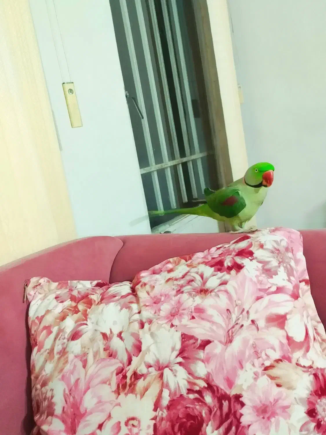 شاه طوطی شاه تخم نر کشیده|پرنده|شاهینشهر, شهرک میلاد|دیوار