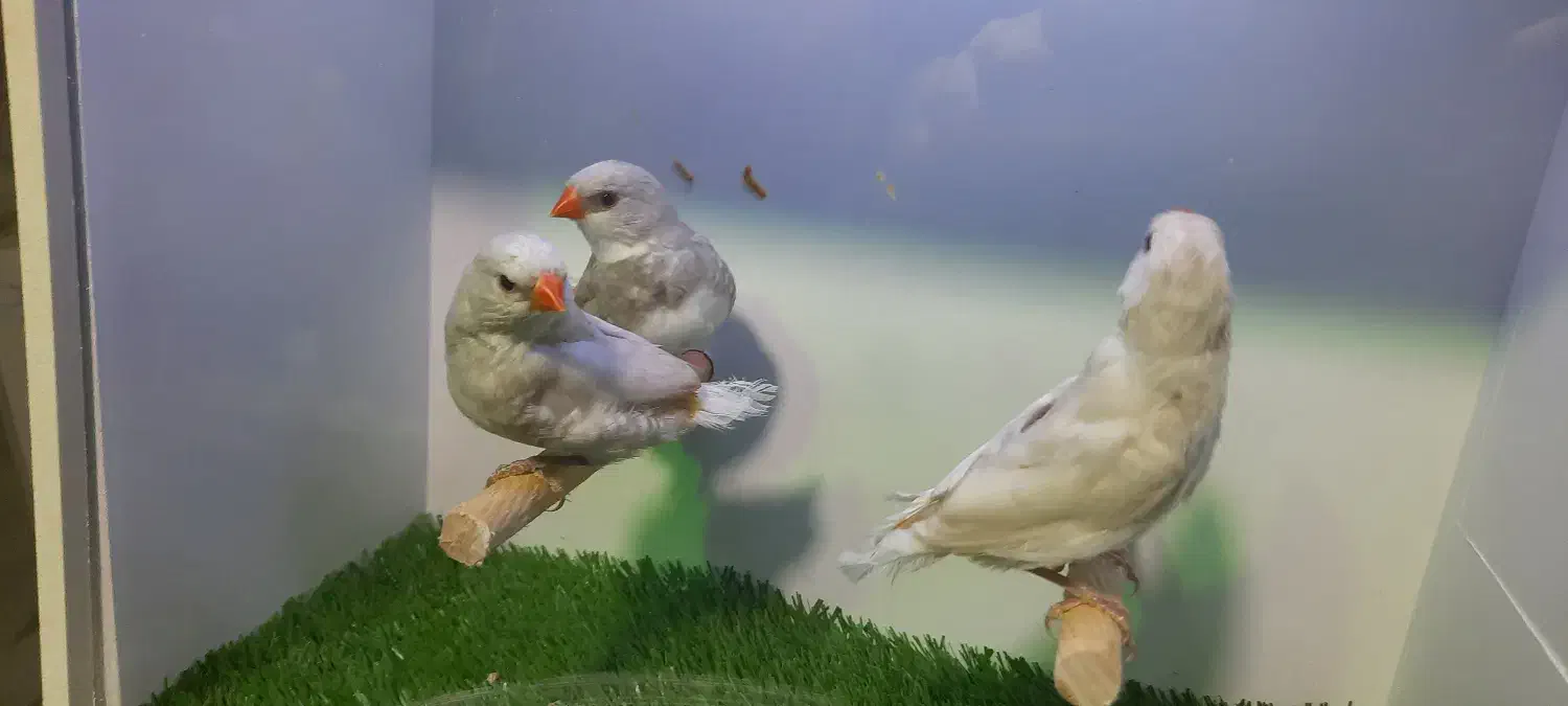 الماسی فنچ|پرنده|تهران, زنجان جنوبی|دیوار