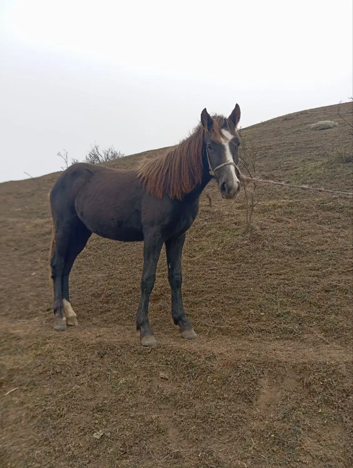 اسب دو ساله|اسب و تجهیزات اسب‌سواری|بیله سوار, |دیوار