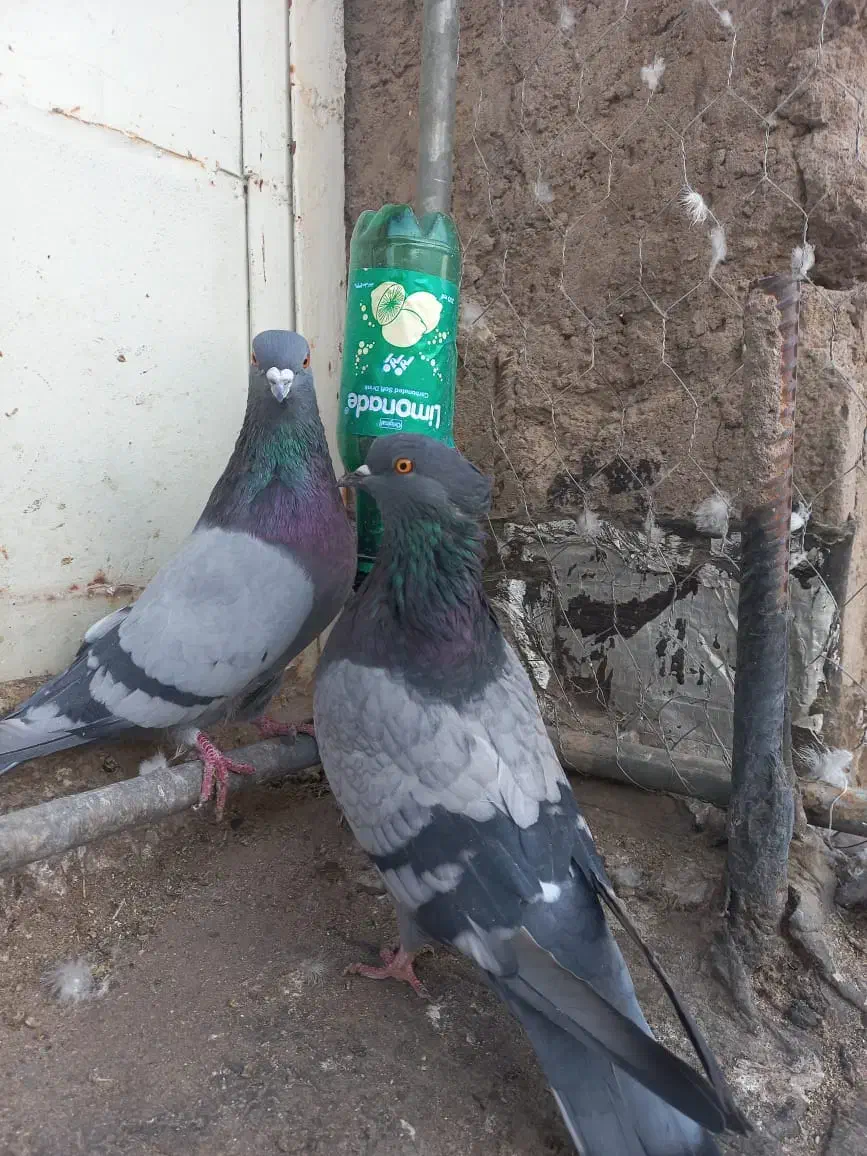 نروماده سبزکاشونی،حسابی بشرط|پرنده|برخوار, |دیوار