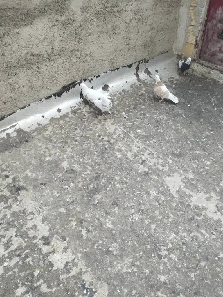 سلام چهارتاکبوترخوب|پرنده|همدان, |دیوار