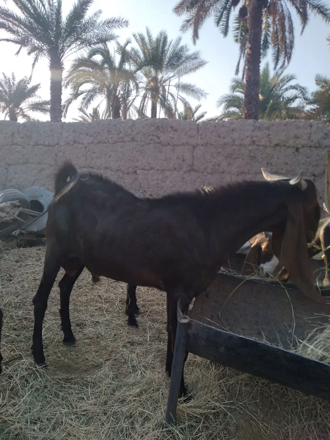 ۵عددگوسفند|حیوانات مزرعه|ماهان, |دیوار