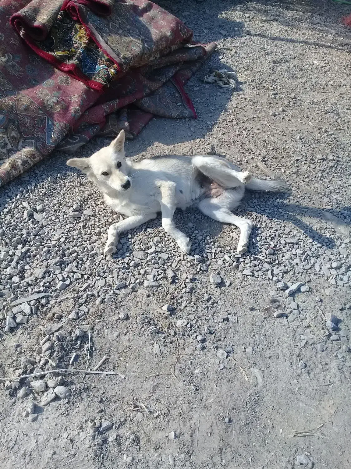 واگذار سگ هاسگی|سگ|سبزوار, امیر کبیر|دیوار