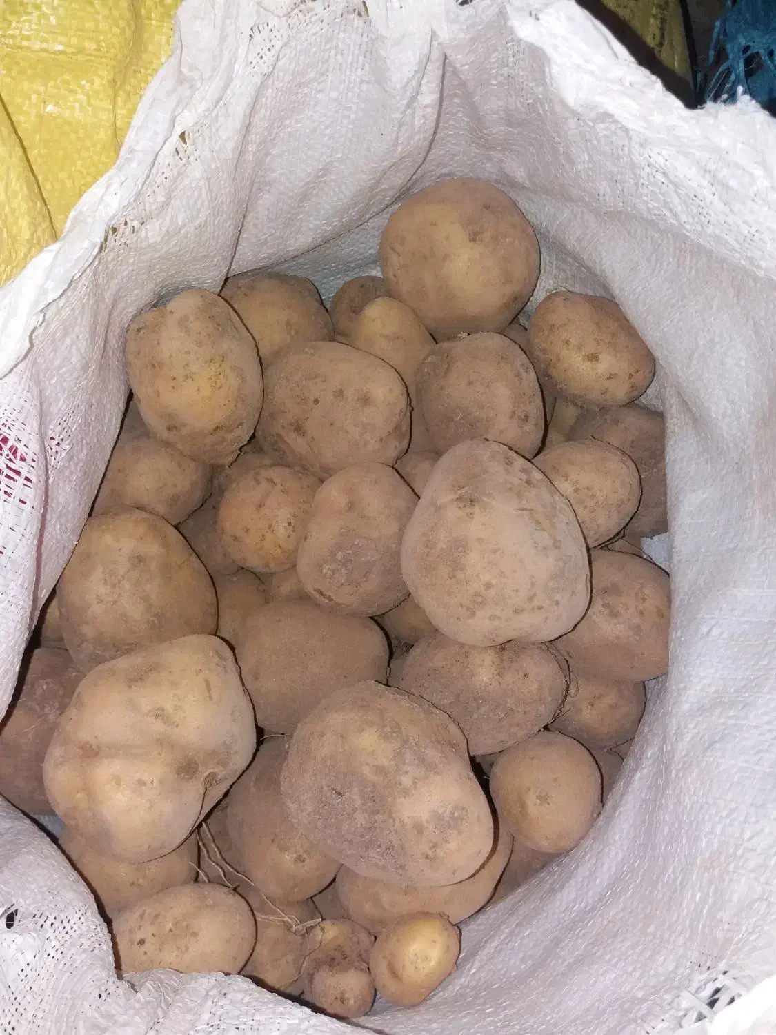 سیب زمینی مرغوب وسالم|خوردنی و آشامیدنی|دوتپه, |دیوار