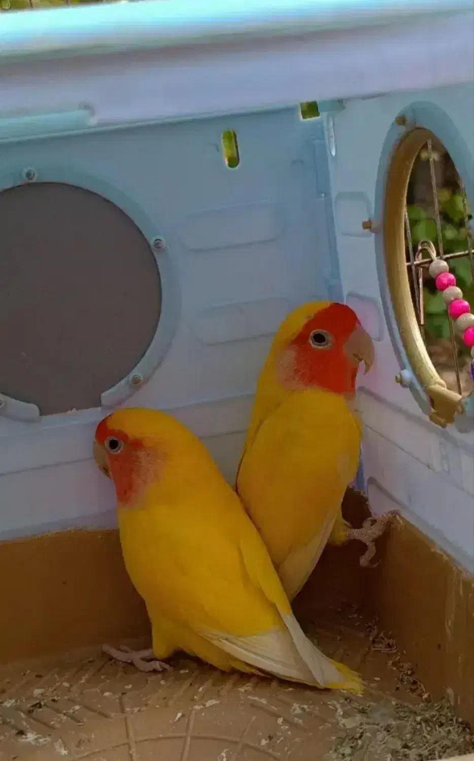 پرنده|پرنده|صالح آباد, |دیوار