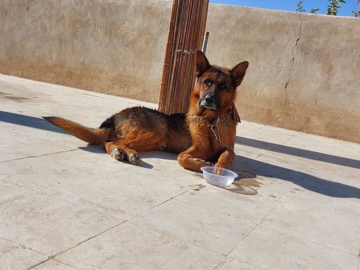 سگ ژرمن|سگ|یزد, |دیوار