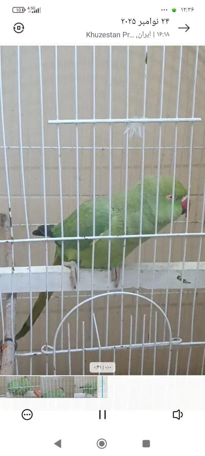 طوطی ملنگو|پرنده|بندر امام خمینی, |دیوار