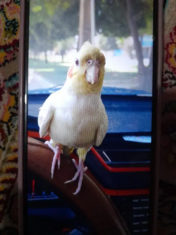 گمشده|حیوانات|رفسنجان, |دیوار