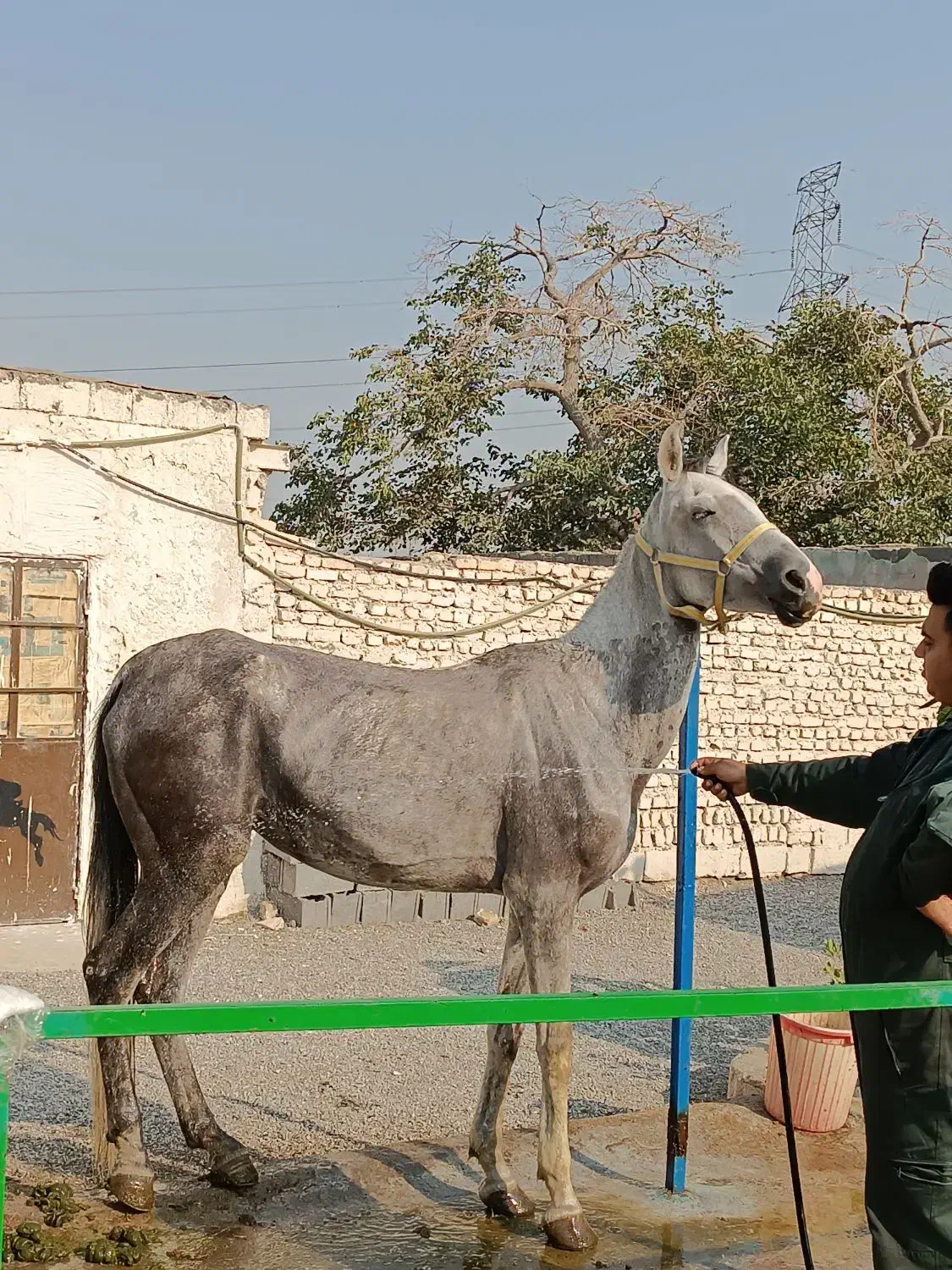 اسب ترکمن|اسب و تجهیزات اسبسواری|مشهد, سیسآباد|دیوار