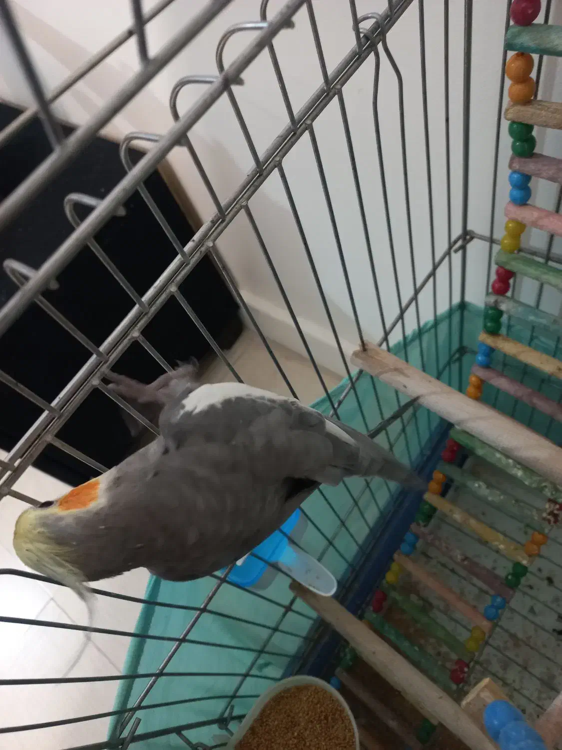 عروس هلندی سخنگو نر ۲۰کلمه حرف میزنه|پرنده|تهران, ائمه اطهار|دیوار