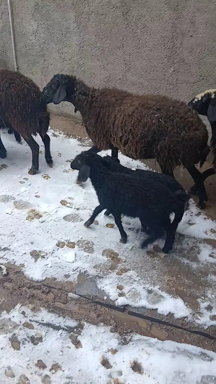 حیوانات مزرعه|حیوانات مزرعه|آوج, |دیوار