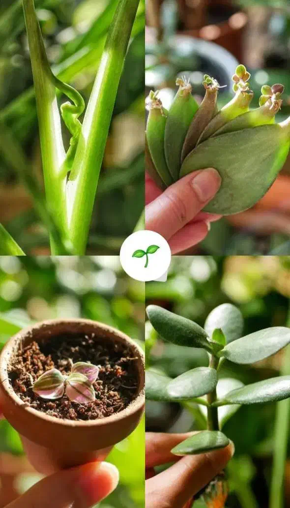 قرص کود ارگانیک|گل و گیاه طبیعی|هشتگرد, هشتگرد قدیم|دیوار