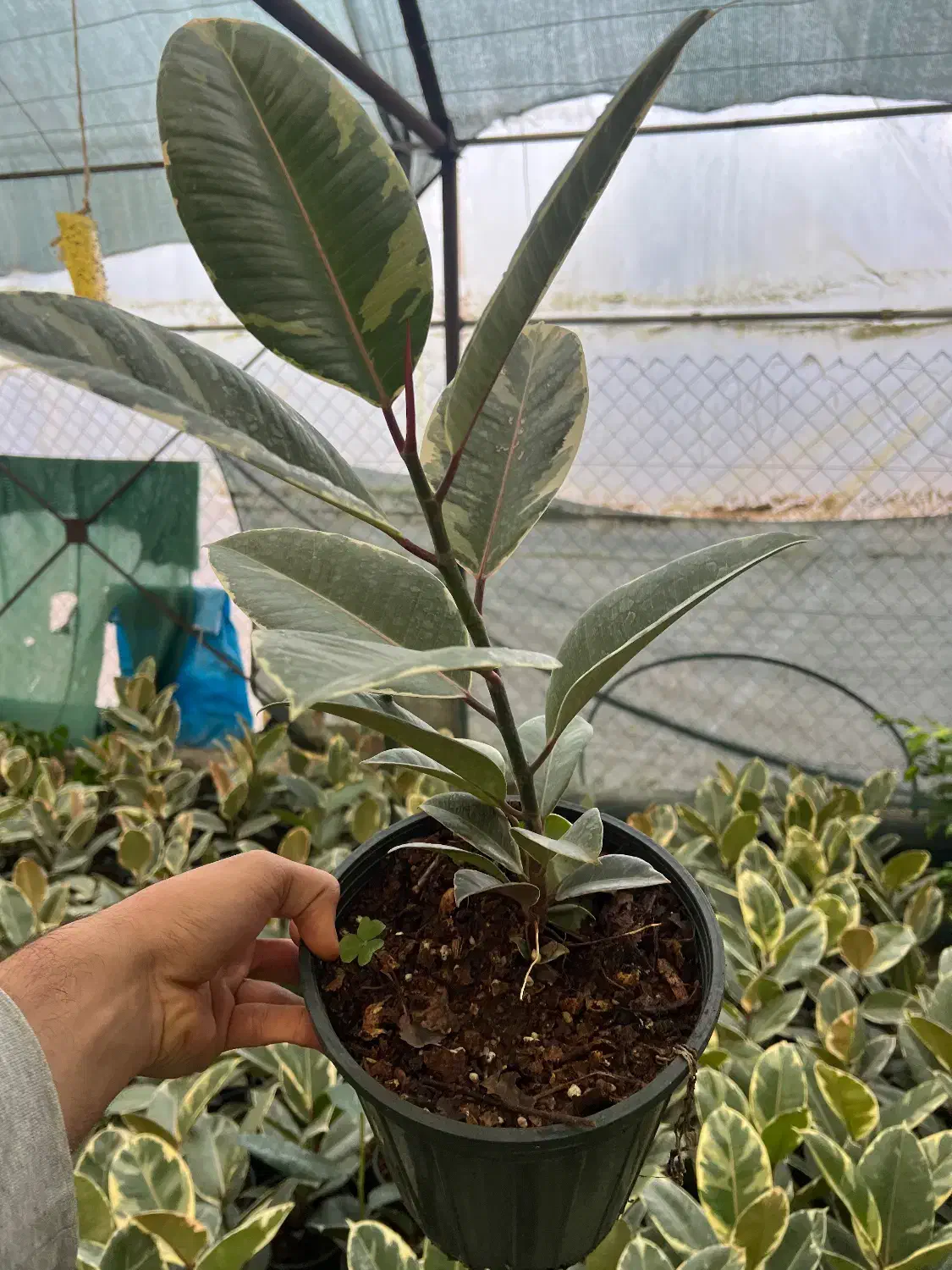 ۲۵۰ گلدان فیکوس ابلق عمده و تک|گل و گیاه طبیعی|رشت, توشیبا|دیوار