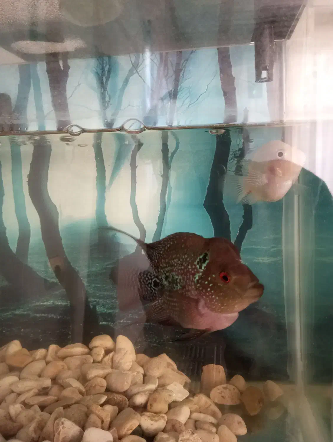 ماهی فلاور نر و ماده|ماهی|قزوین, |دیوار