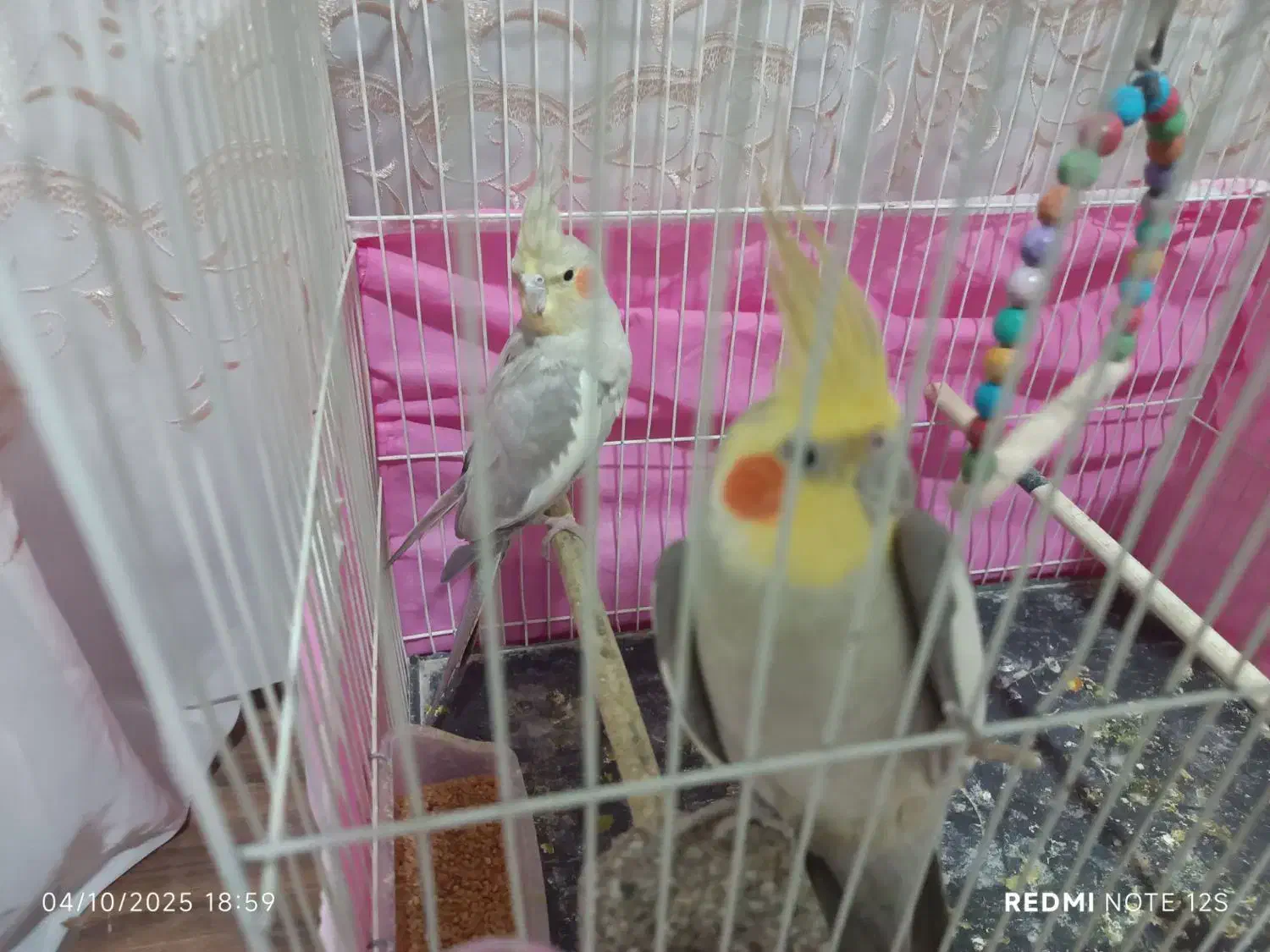 یک جفت عروس هلندی|پرنده|تربت‌حیدریه, بیمارستان رازی|دیوار