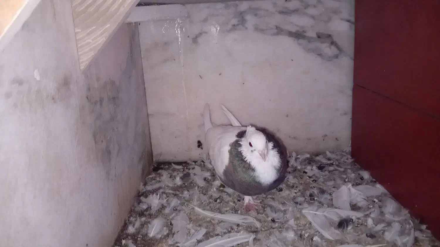 کبوتر|پرنده|گنبد کاووس, |دیوار