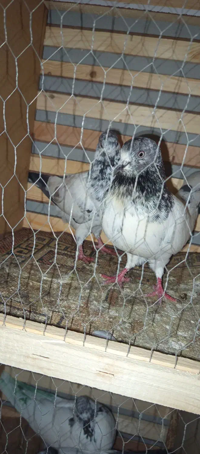 دونه ای 200جفتی 350|پرنده|فاضل آباد, |دیوار