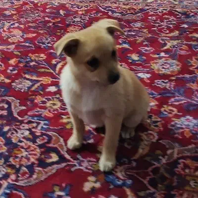 توله سگ پاکوتاه|سگ|زنجان, |دیوار