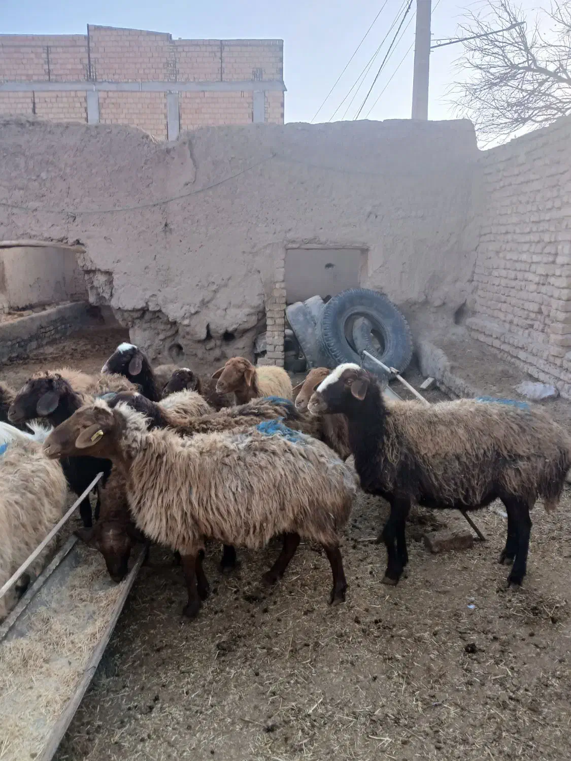 میش چاق|حیوانات مزرعه|فیروزه, |دیوار