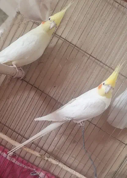 عروس هلندی|پرنده|ساوه, |دیوار