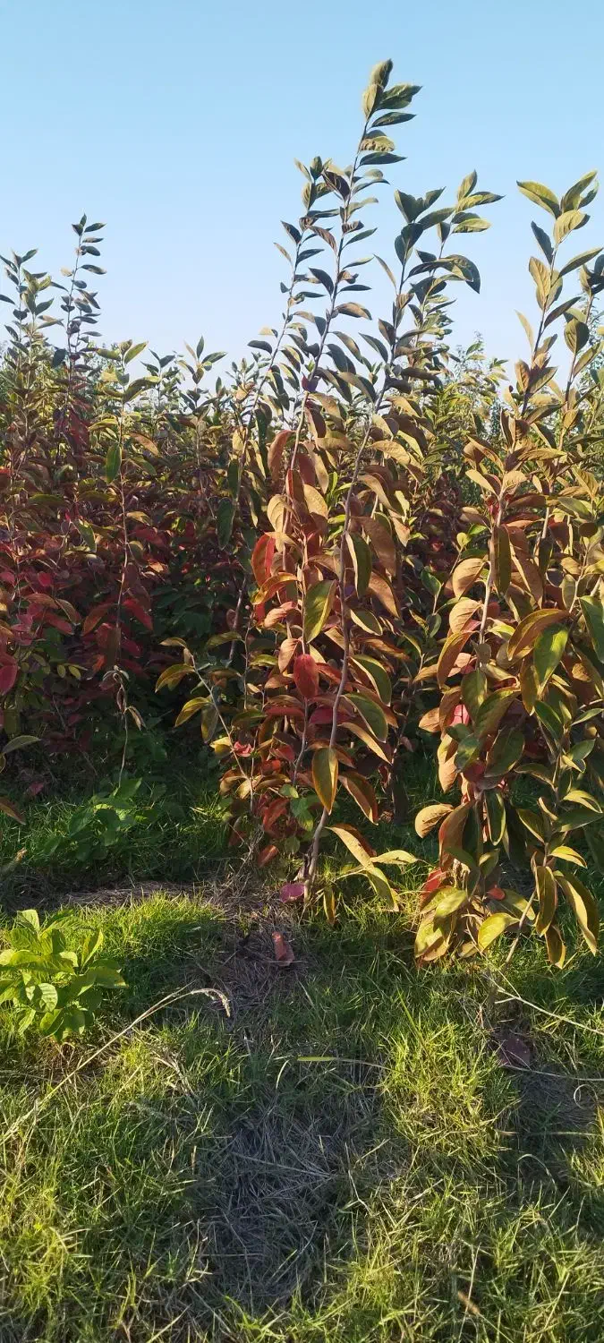 نهال فروشی|گل و گیاه طبیعی|فاضل آباد, |دیوار