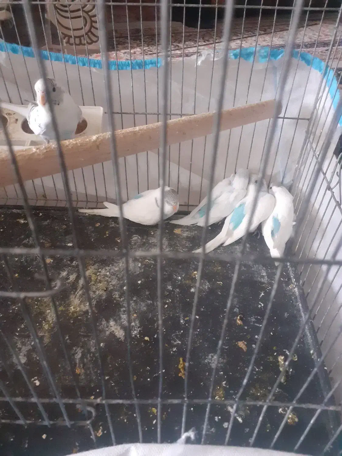 جوجه مرغ عشق|پرنده|فردیس, شهرک شهید حسینی|دیوار