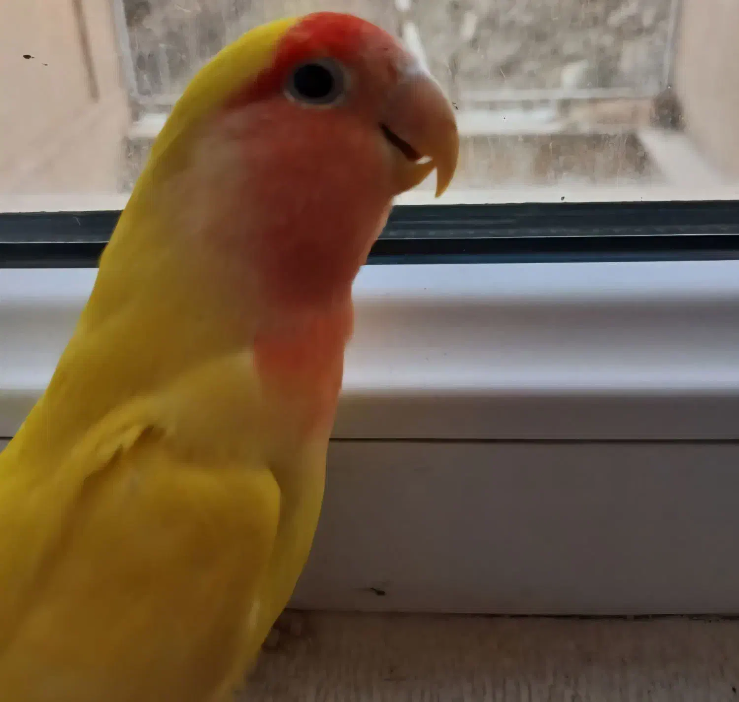 طوطی برزیلی|پرنده|رودهن, |دیوار