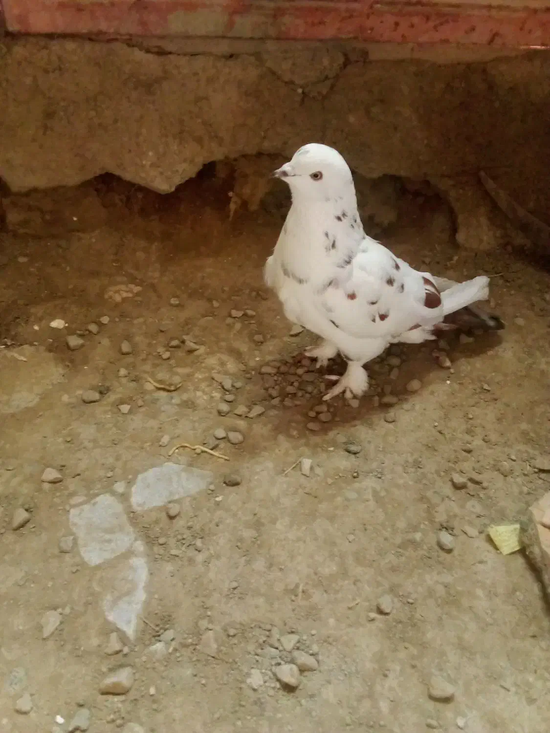 پرنده|پرنده|پلدشت, |دیوار