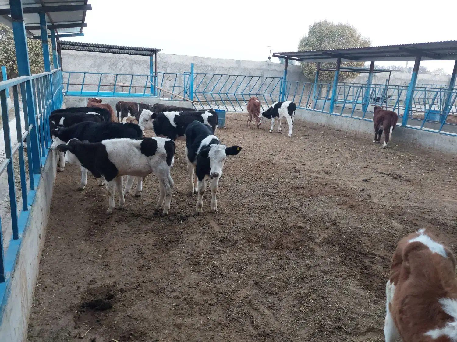 گوساله سیمینتال|حیوانات مزرعه|پیشوا, |دیوار