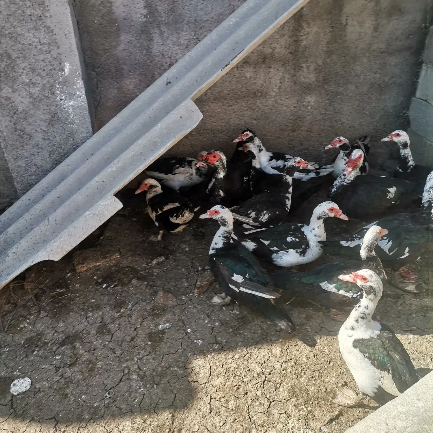 تخم اردک خارجی|حیوانات مزرعه|گرگان, |دیوار